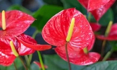 5 lời khuyên dành cho các gia đình đang trồng cây hồng môn