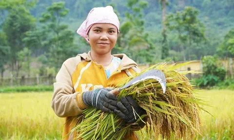 Hành trình làm lúa nước của người Rục sau 65 năm bước ra từ hang đá