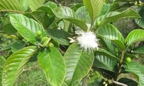 Hiện tượng cây ổi nở hoa