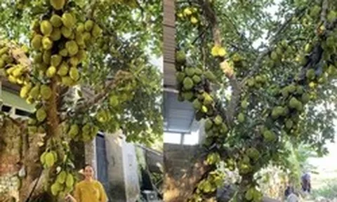 Cây mít chi chít quả từ gốc đến ngọn ở Đà Nẵng: Chủ tiết lộ năm nay mất mùa vì được có… 400 quả