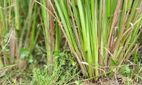 Loài cỏ được ví là "cỏ thần" chống sạt lở, còn có khả năng giảm ô nhiễm dioxin