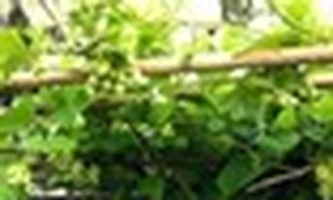 3 lý do vì sao bạn nên trồng cây thiên lý trước nhà