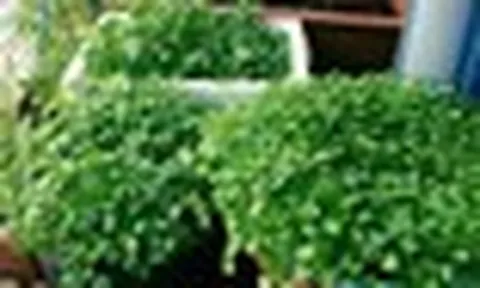 Loại rau tốt cho sức khoẻ nhất hoá ra mọc đầy Việt Nam, các nhà khoa học mất 1 thập kỷ nghiên cứu