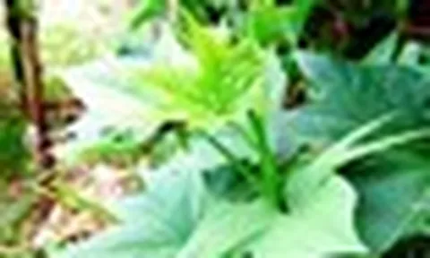 Người xưa coi đây là "rau dưỡng thọ", thường trồng quanh nhà để ăn quanh năm