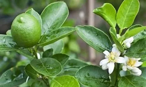 7 lý do tại sao gia đình nào cũng nên trồng ít nhất 1 cây chanh