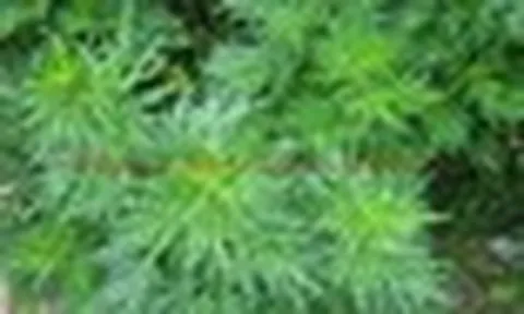 Vì sao người xưa thường trồng 1 bụi cây ngải cứu trước cửa nhà?