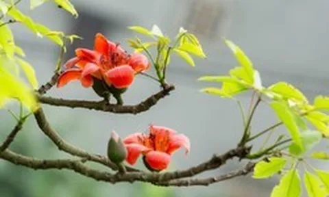 Người xưa có câu "Cây dữ rước họa": 3 loại cây tránh trồng sát nhà