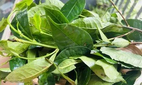 Phát hiện hoạt chất giúp hạ huyết áp và giảm nguy cơ ung thư trong loại lá nhiều người Việt uống mỗi ngày