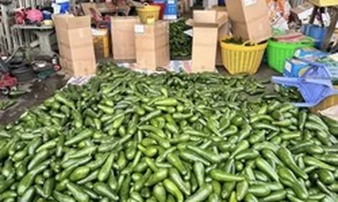 Bơ đặc sản từng ‘gây sốt’ nay rớt giá thê thảm