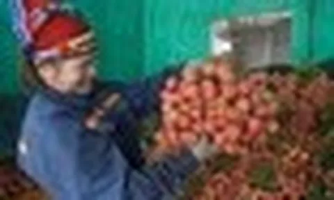 Vải thiều Bắc Ninh mất mùa vẫn lập kỷ lục doanh thu hơn 7.200 tỷ đồng