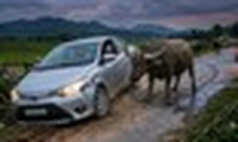 Hai lần chết hụt vì trâu bò thả rông trên đường tỉnh