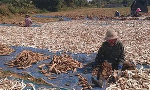 Không phải gạo hay sầu riêng, Campuchia quyết tâm làm giàu với mặt hàng Việt Nam đang trồng rất nhiều: Đây là mỏ vàng mới của chúng tôi!