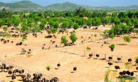 Bỏ nghề kỹ sư về quê nuôi con chim khổng lồ không biết bay, anh nông dân xây trang trại doanh thu tiền tỷ