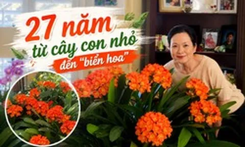 27 năm chăm một chậu lan quân tử: Từ cây con bé xíu đến "biển hoa" rực rỡ, bí quyết hóa ra không hề phức tạp