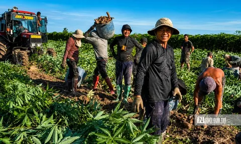 Nhộn nhịp mùa thu hoạch khoai mì trên những cánh đồng Tây Ninh