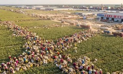 Trung Quốc làm giàu không tưởng với thứ quen thuộc trong căn bếp người Việt: Thu hoạch hơn 58.000 tấn/ngày, nắm gần 3/4 sản lượng thế giới