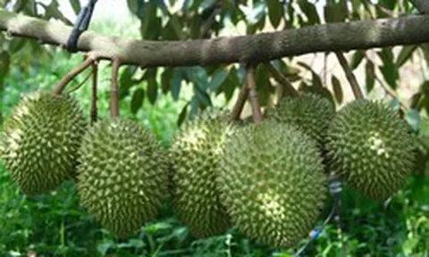 Vì sao cùng một loại nông sản nhưng giá bán chênh nhau cả chục lần?