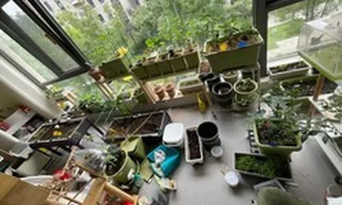 Chồng than phòng khách biến thành "vườn rau", 2 tháng vẫn chưa được ăn gì: Trào lưu trồng rau tại nhà có thật sự "dễ như lời đồn"?