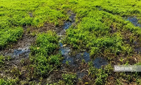 Rau màu bất ngờ cháy lá, vàng úa, nông dân Đồng Tháp mất ăn, mất ngủ