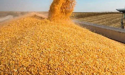 Không phải gạo hay ngô, một loại 'hạt vàng' đang ồ ạt tràn vào Việt Nam, nước ta nhập khẩu đứng Top thế giới