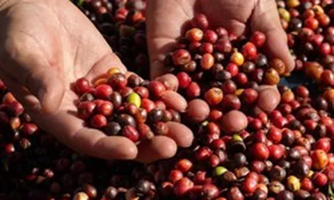 Trung Quốc mạnh tay mua loại hạt xuất khẩu chủ lực của Việt Nam, giá trong nước tiến sát 100.000 đồng/kg