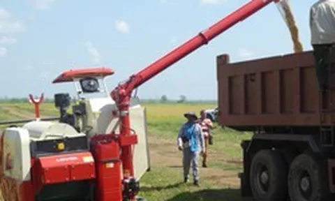 Giống lúa Việt Nam 'gây sốt' ở Cuba: Năng suất đạt 7 tấn/ha, cao gấp hơn 3 lần mức trung bình cả nước