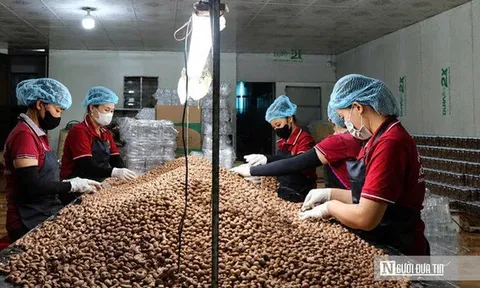 Hạt điều Việt và cuộc chuyển mình khỏi "lời nguyền gia công" - Kỳ cuối: Khẳng định thương hiệu, nâng tầm giá trị