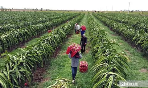 Nông sản lên máy bay phải đáp ứng những tiêu chuẩn nghiêm ngặt như thế nào?