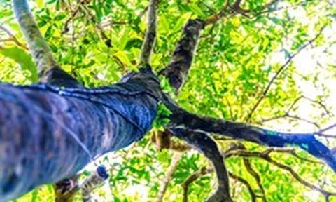 Lạc giữa đại ngàn đất mỏ Quảng Ninh, chạm vào ‘báu vật xanh’ hàng trăm năm tuổi