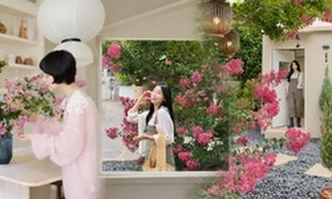 Mùa hoa tường vi lại về: Loài hoa "pháo hoa hồng giữa ban ngày" khiến chị em Hàn, Trung, Việt cùng mê