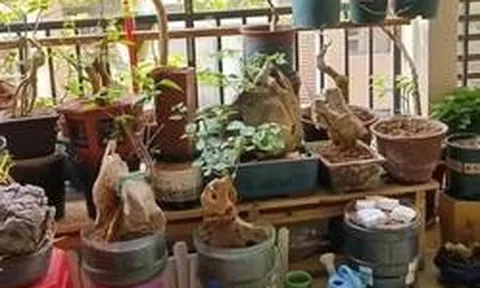 Vợ chê cây chồng trồng vừa trơ vừa xấu, dân mạng nhìn ảnh lại nói: Đây là người chơi cây có đẳng cấp