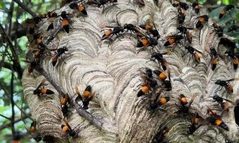 Đang làm vườn, cụ ông 98 tuổi bị ong vò vẽ đốt nguy kịch