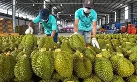 Ấn Độ chính thức mở cửa cho sầu riêng Việt Nam