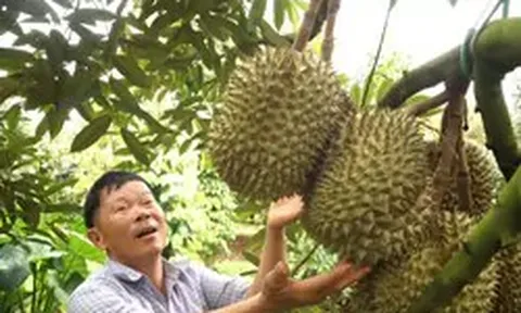 Để nông sản tỷ đô không vỡ trận xuất khẩu - Kỳ 2: Lộ 'miếng bánh' béo bở