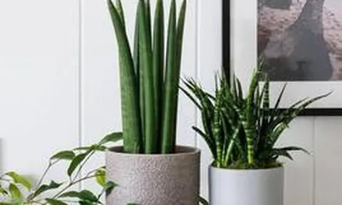 10 loại cây lọc không khí tốt nhất