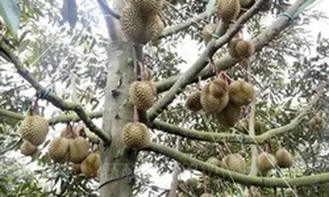 Đẩy mạnh số hóa dữ liệu vùng trồng sầu riêng