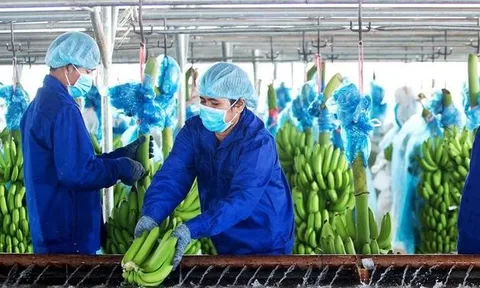 HAGL Agrico nợ hơn 21.000 tỷ đồng