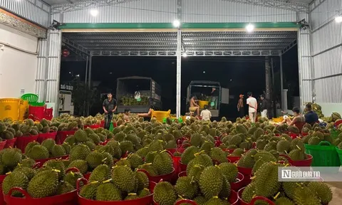 500.000 tấn sầu riêng vào vụ, Đắk Lắk chạy đua cấp “hộ chiếu” xuất khẩu