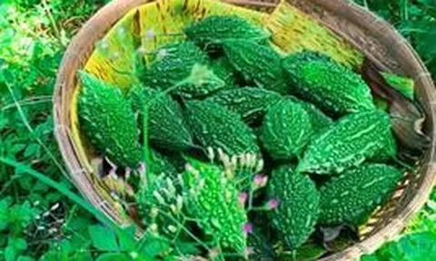Mỹ đánh giá: Loại quả đắng ngắt lại là "vua dưỡng gan", người ăn thường xuyên sớm thấy 5 thay đổi tích cực