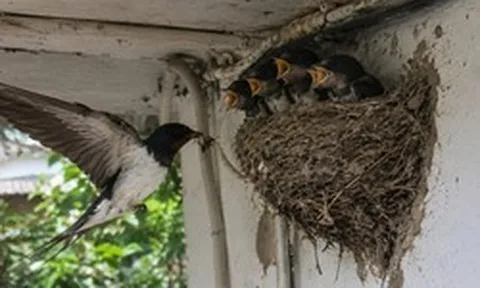 3 loài chim bay vào nhà làm tổ báo hiệu phong thủy rất tốt