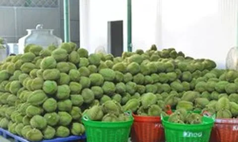 Tin vui với sầu riêng