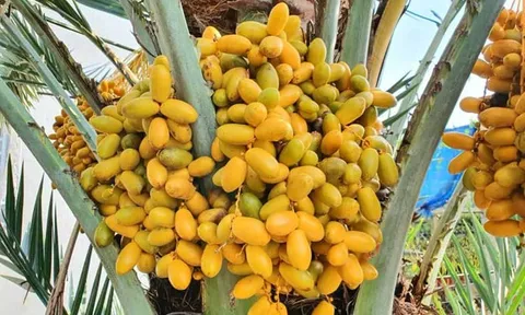Quả chà là ngọt thơm, giàu dưỡng chất: 5 nhóm người nên ăn để nhận trọn lợi ích