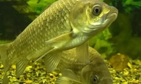 Phát minh của Trung Quốc làm rung chuyển ngành thực phẩm: tạo ra giống cá không xương dăm, năng suất cao nhưng chi phí thấp