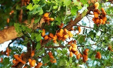 7 loại cây đừng trồng trong nhà: Dễ mang vận xui, có loại mang độc tính