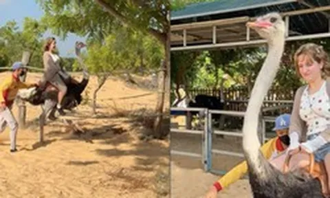 Hết cưỡi trâu, khách Tây lại phấn khích cưỡi đà điểu chạy 'xé gió' ở Việt Nam