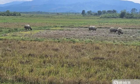 Bài toán nan giải khi nông dân "quay lưng" với vụ hè - thu