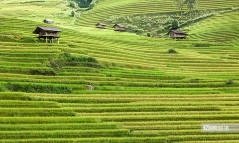 Về quê lập nghiệp: Không phải bước lùi, mà là một lựa chọn trưởng thành