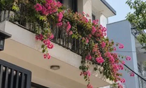 Lời khuyên đến tất cả các gia đình đang trồng cây hoa giấy