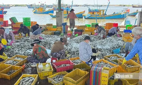 Ngư dân trúng "lộc biển", cảng cá Phú Hải nhộn nhịp khi tàu cập bến