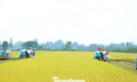 Đề án 1 triệu ha lúa: Thí điểm rực rỡ, thực tế... chưa có dự án nào